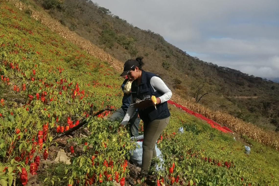 Heladas afectan el 8% de cultivos, porcentaje mínimo que no afecta a la seguridad alimentaria 