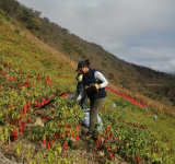 Heladas afectan el 8% de cultivos, porcentaje mínimo que no afecta a la seguridad alimentaria 