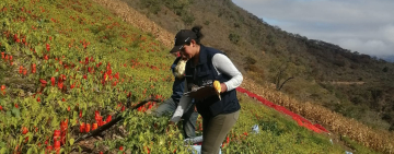 Heladas afectan el 8% de cultivos, porcentaje mínimo que no afecta a la seguridad alimentaria 