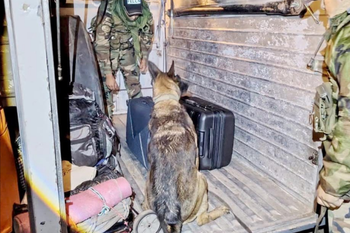 Can antidroga “Silvia” halla marihuana camuflada en equipaje