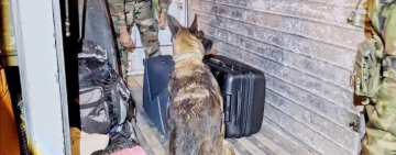 Can antidroga “Silvia” halla marihuana camuflada en equipaje