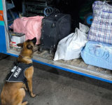 Can “Vasko” detecta y evita tráfico de marihuana camuflada en calzados