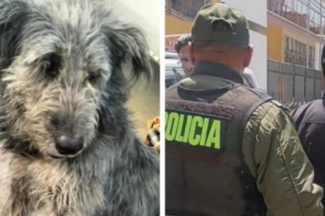 Biocida de un cachorro en El Alto será enviado a San Pedro y aún se busca a un segundo implicado