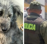 Biocida de un cachorro en El Alto será enviado a San Pedro y aún se busca a un segundo implicado