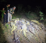 Investigan presunto biocidio tras el hallazgo de 41 caimanes desollados en una laguna de Casarabe, Beni 
