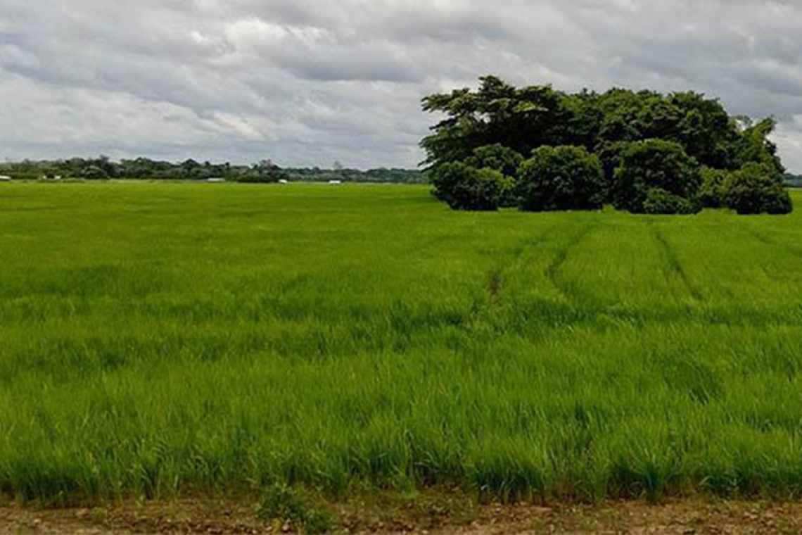 INRA advierte que el bloqueo al crédito del BID por $us 40 millones impide frenar avasallamientos y conflictos agrarios en el país