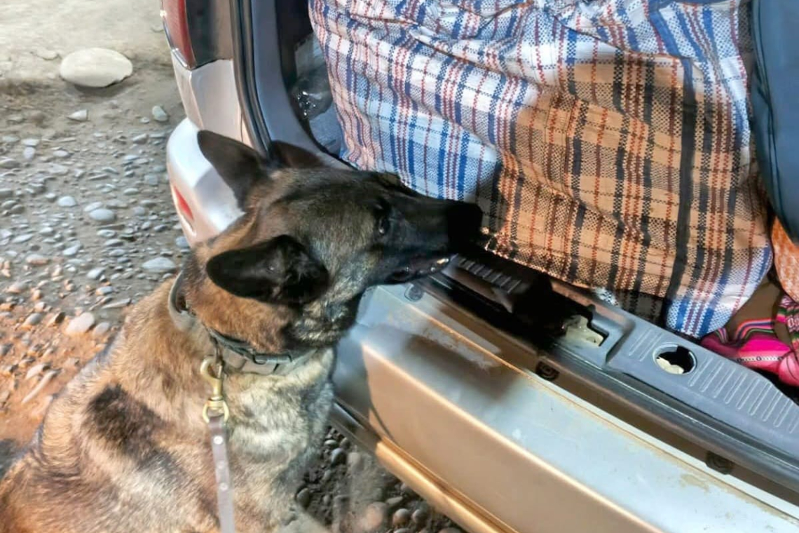 En Sud Yungas, Lía y su guía estropean tráfico de 40 paquetes de marihuana