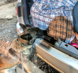 En Sud Yungas, Lía y su guía estropean tráfico de 40 paquetes de marihuana