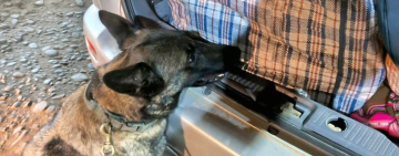 En Sud Yungas, Lía y su guía estropean tráfico de 40 paquetes de marihuana