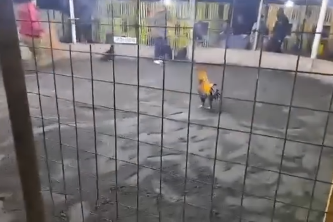 Gallo de pelea mata a su dueño 
