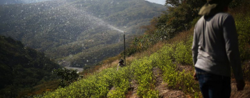 La OMS rechazó el pedido de Bolivia y mantiene la hoja de coca como una sustancia “peligrosa”