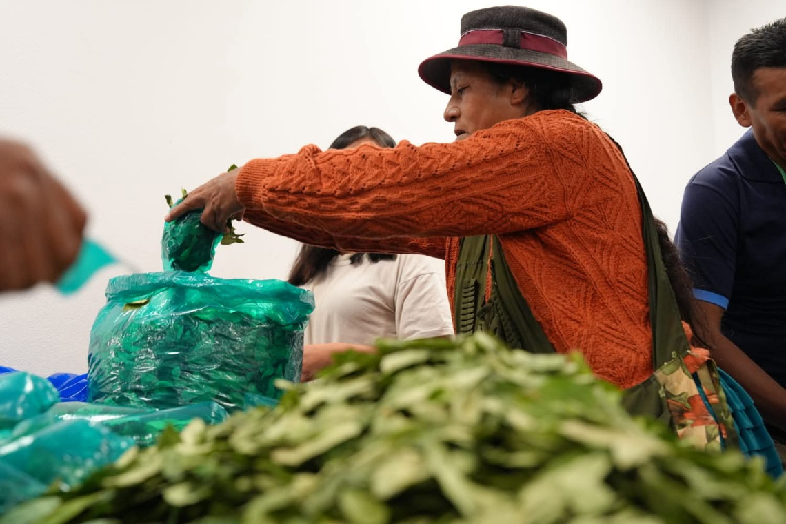  En el Día Nacional del Acullico Gobierno destaca potencial económico de derivados de la coca