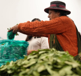  En el Día Nacional del Acullico Gobierno destaca potencial económico de derivados de la coca