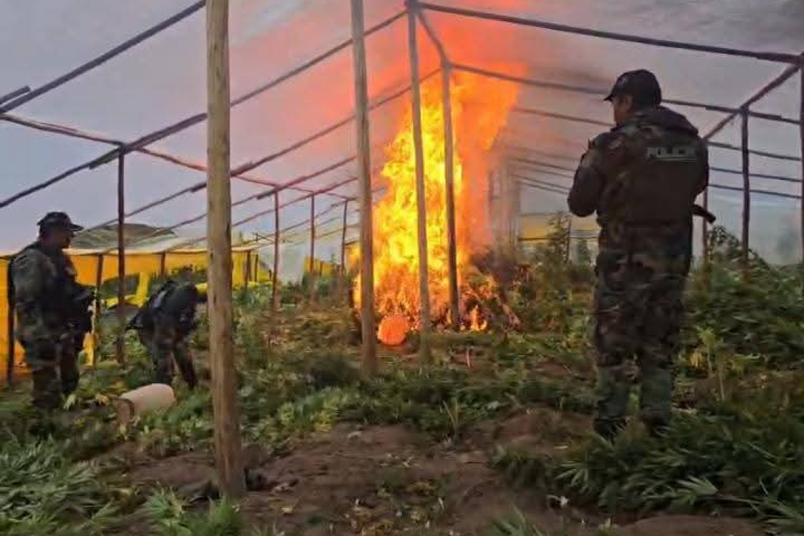 La GIOE-FELCN desmantela 25 viveros e incinera 70 Tn de marihuana en Lagunillas