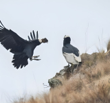 Bolivia: el Cañón de Pilaya, el sexto más profundo del mundo, da otra oportunidad al cóndor y al oso andino