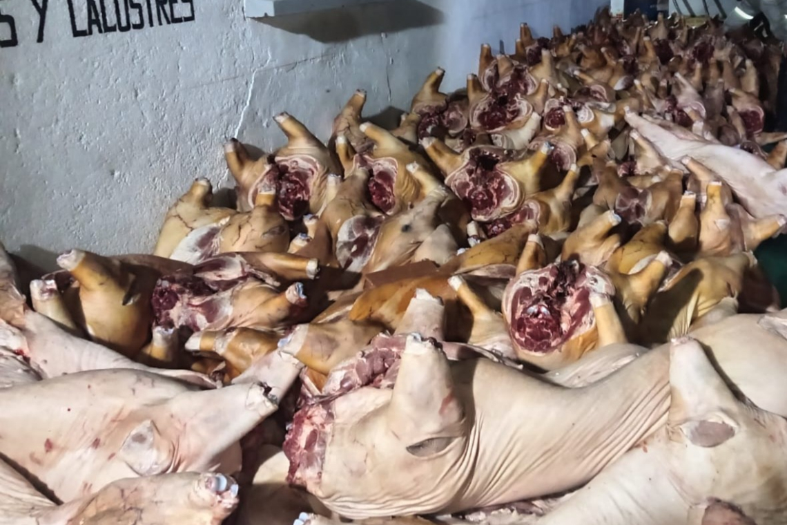 En zona lacustre de Taraco personal naval comisa ganado porcino valuado en Bs330.000