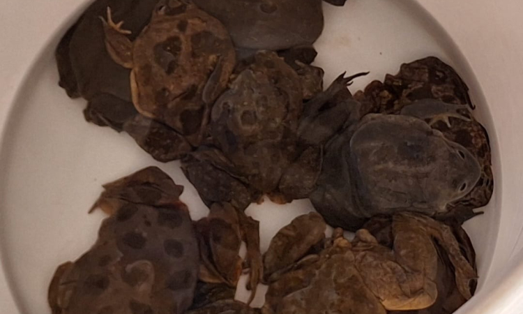 POFOMA-Fiscalía rescatan 27 ranas en peligro de extinción en Huatajata