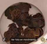 En Huatajata POFOMA y Fiscalía rescatan 27 ranas en peligro de extinción 