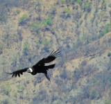 El envenenamiento es la principal causa de muerte del cóndor andino en el país