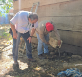 En una semana se duplicaron casos de chikungunya en Santa Cruz