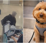 Una mujer abandona a su perro en un aeropuerto y esto le sucede 