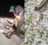 Tarija: Fuerte granizada afecta por segunda vez a cultivos, familias y vía en Yunchará