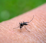 Salud reporta 5.371 casos de chikungunya en el país y declara alerta roja en La Paz