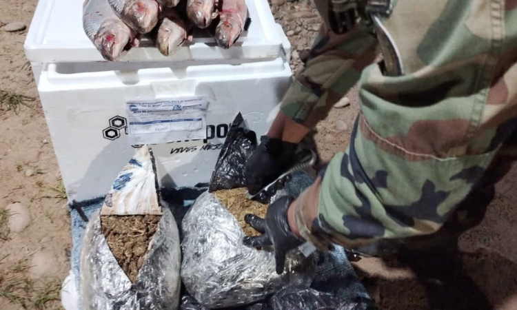 En el Norte de La Paz la FELCN incauta marihuana camuflada en pescados