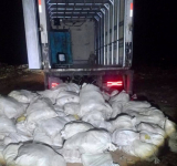 Senasag confirma la destrucción de ocho toneladas de pollo en estado de descomposición