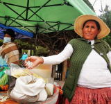 El tarwi busca recuperar su lugar en la mesa de los bolivianos