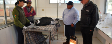 Rescatan dos cóndores andinos en Toro Toro