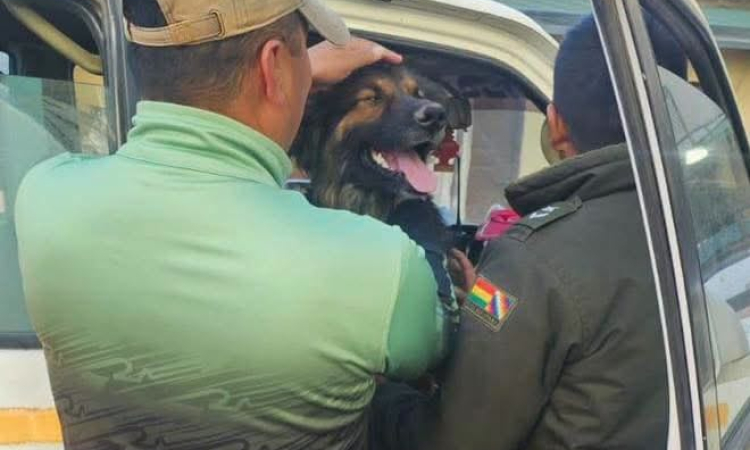 Rex se incorpora a filas policiales, recibirá una distinción en el Bicentenario de la Policía