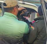 Rex se incorpora a filas policiales, recibirá una distinción en el Bicentenario de la Policía