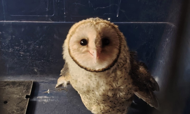POFOMA rescata a una lechuza silvestre herida en Potosí