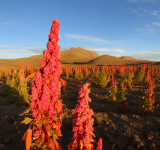La quinua real boliviana demuestra cualidades nutricionales únicas frente a variedades de 8 países