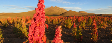 La quinua real boliviana demuestra cualidades nutricionales únicas frente a variedades de 8 países