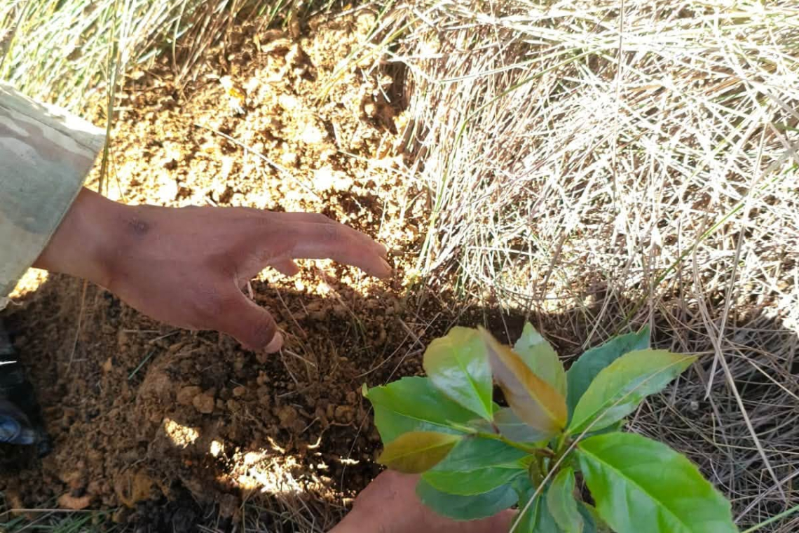 Regimiento Murillo y Municipio de Apolo reforestan para conservar el ecosistema
