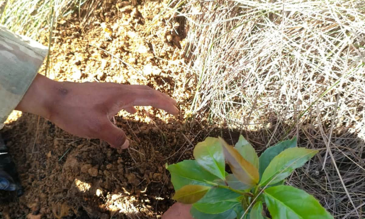 Regimiento Murillo y Municipio de Apolo reforestan para conservar el ecosistema