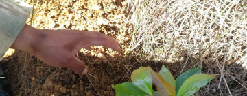 Regimiento Murillo y Municipio de Apolo reforestan para conservar el ecosistema