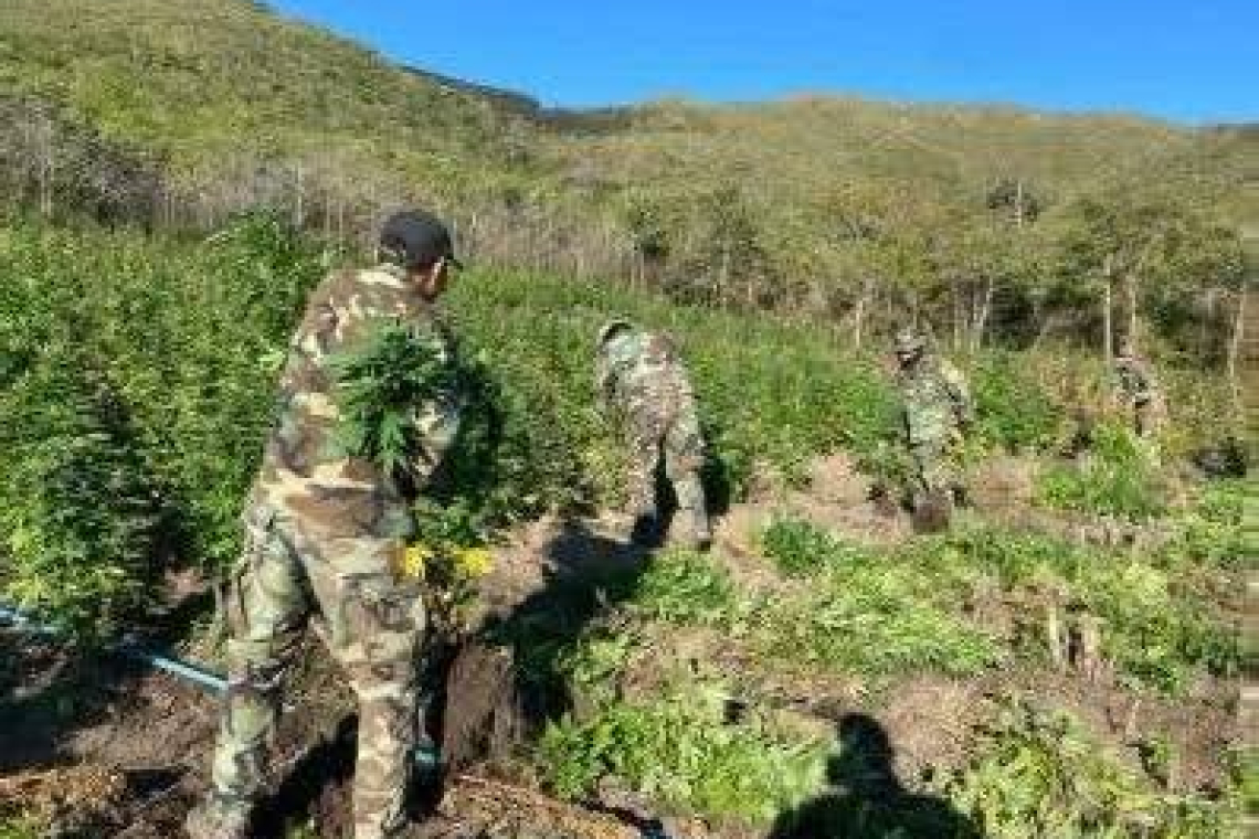 FELCN erradica e incinera 90 toneladas de marihuana en estado natural y seco