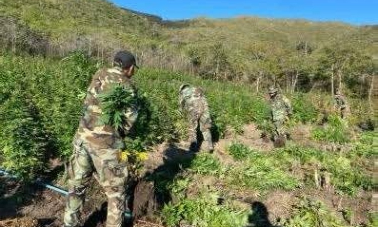 FELCN erradica e incinera 90 toneladas de marihuana en estado natural y seco