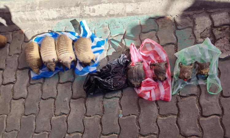 Secuestran quirquinchos y ranas disecadas en el mercado Las Brujas de La Paz