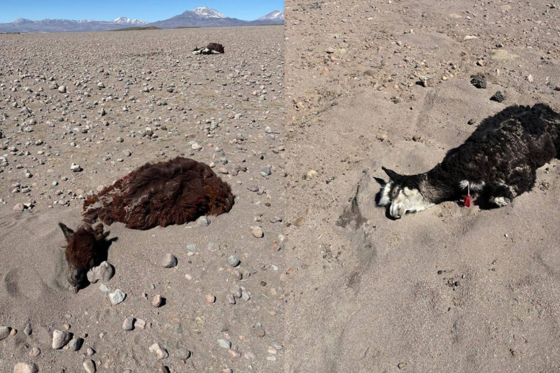  Reportan más de 30 camélidos y viviendas sepultadas a causa de los vientos y nevadas en Oruro 