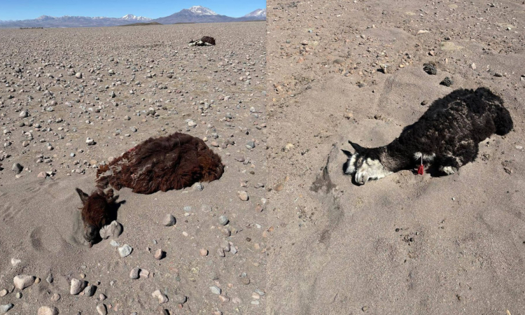  Reportan más de 30 camélidos y viviendas sepultadas a causa de los vientos y nevadas en Oruro 