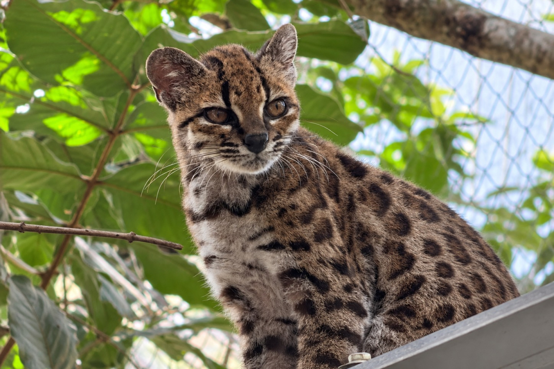 Tilcayo, pequeño felino de Yungas que sorprende al mundo de la mano de dos investigadores de la UMSA
