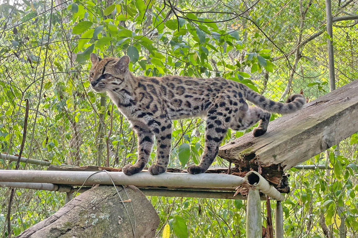  Tilcayo pone a Senda Verde en el mapa mundial y ayuda a su sustento 