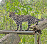  Tilcayo pone a Senda Verde en el mapa mundial y ayuda a su sustento 