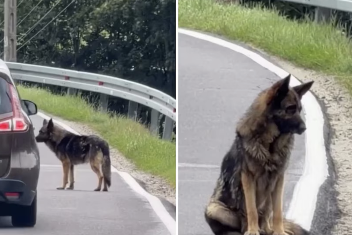 El emotivo rescate de Atlas, el perro que abandonaron junto a una ruta y esperó durante dos semanas hasta que una mujer logró salvarlo