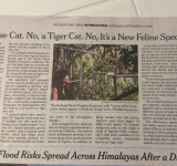 El New York Times destaca al tilcayo boliviano como una nueva especie de felino